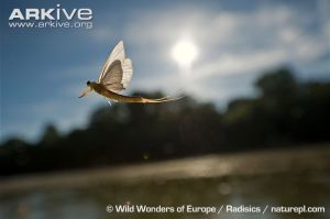 Tisza-mayfly-in-flight